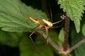 Tetragnatha_montana_D4984_Z_89_Les Gris_Frankrijk